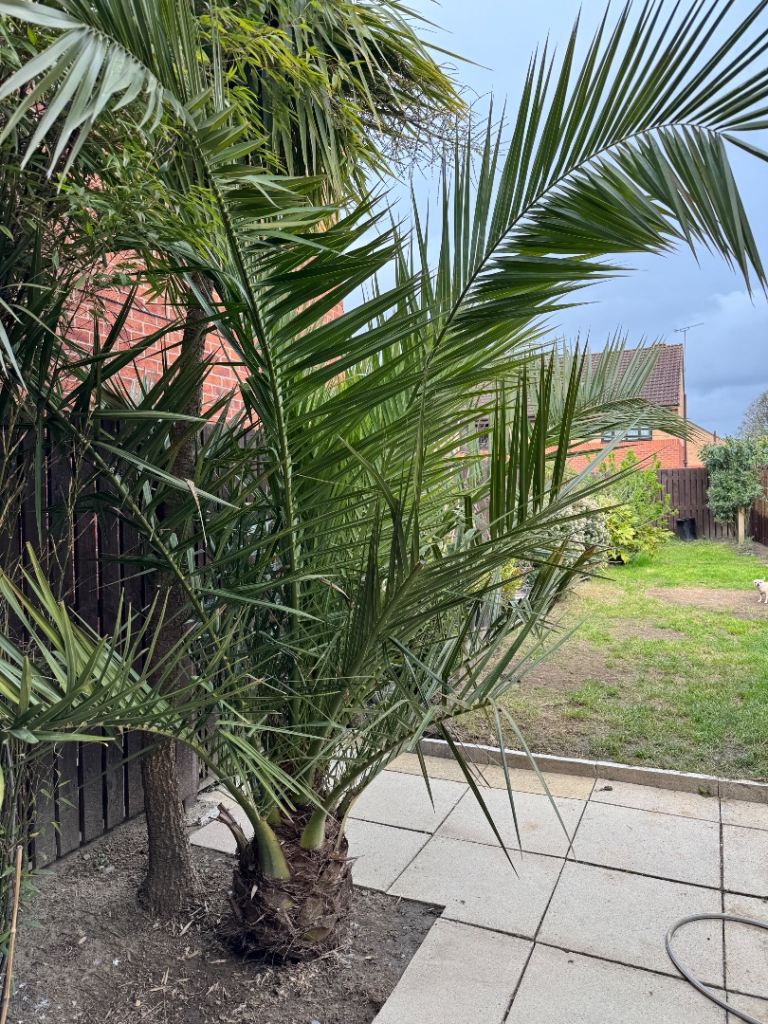 Large Palm Plant