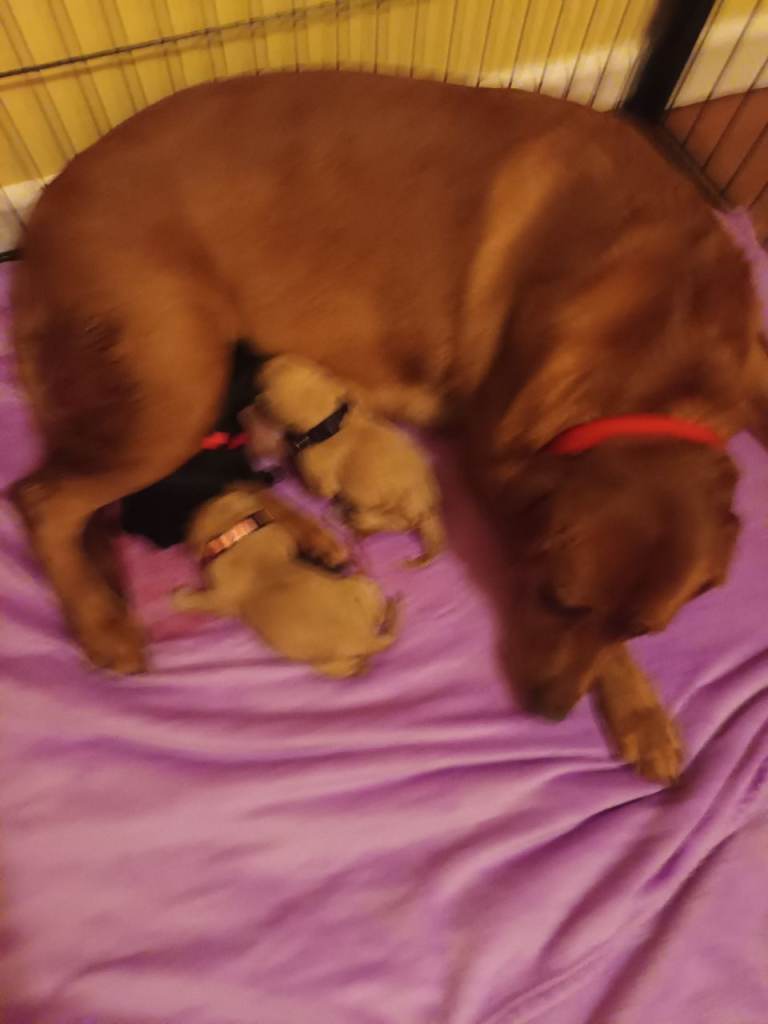 Labrador  Retrivers  puppies