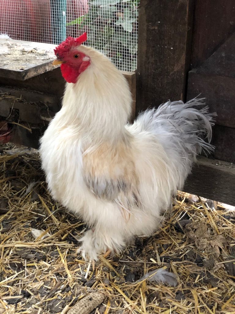 White Cockerel 