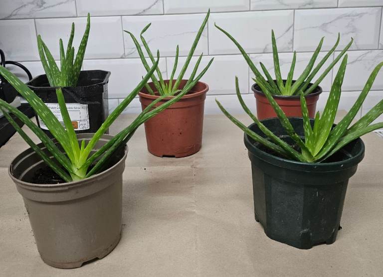 Aloe Vera Succulent Rooted Potted Plant