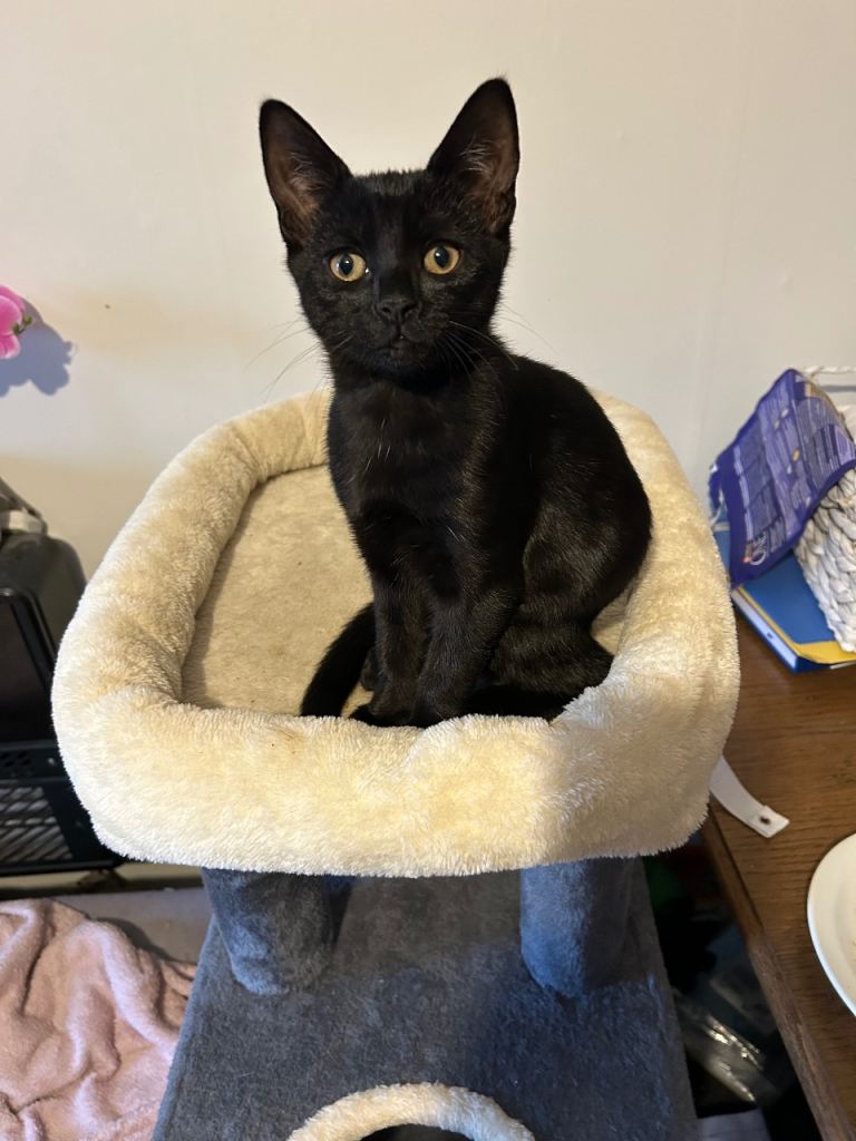 Black female kitten 