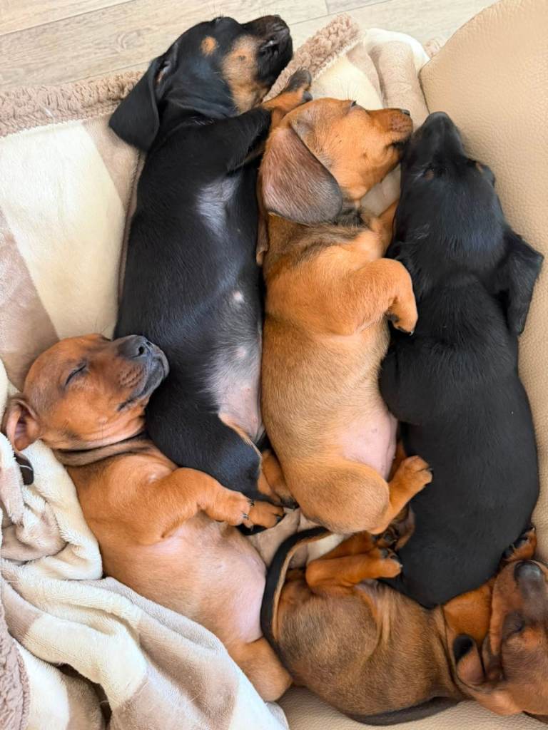 miniature dashound puppies 