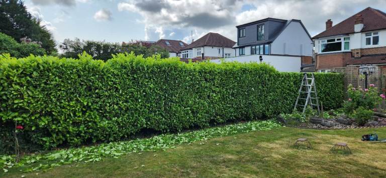 Tree surgeon,Hedge trimming  any size any job we will take care .