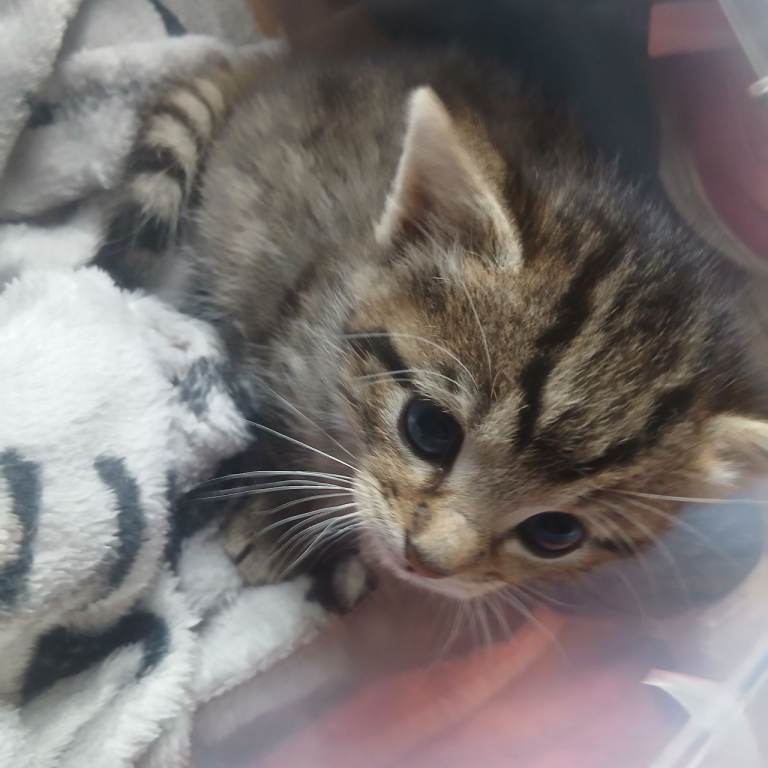 Kittens availble