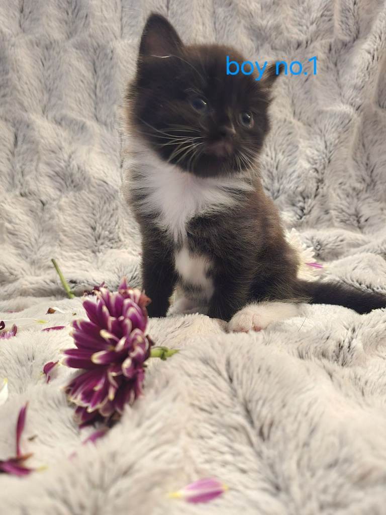 🩷super cute kittens🩷