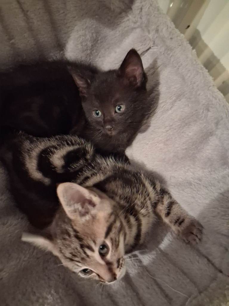 Kittens for sale