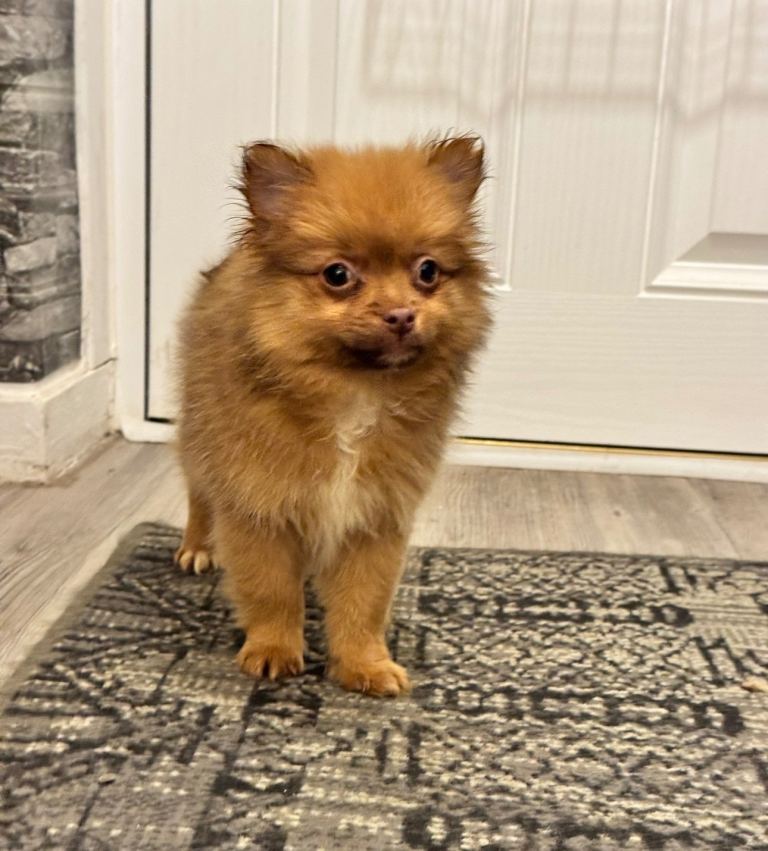 ✨🐶One BOY Adorable Pomeranian Puppy Ready for Loving Home 🐶✨