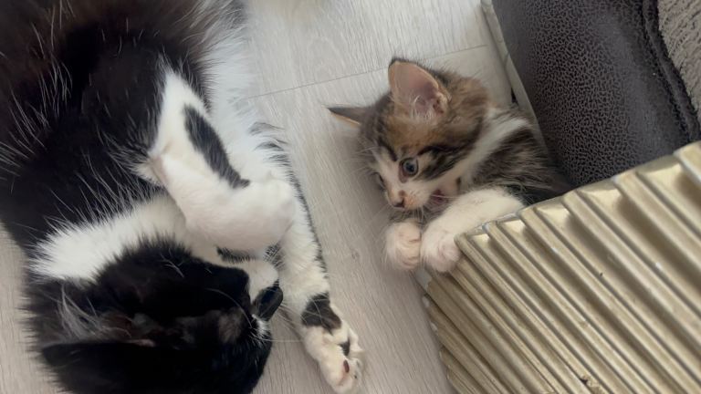 10 week old 