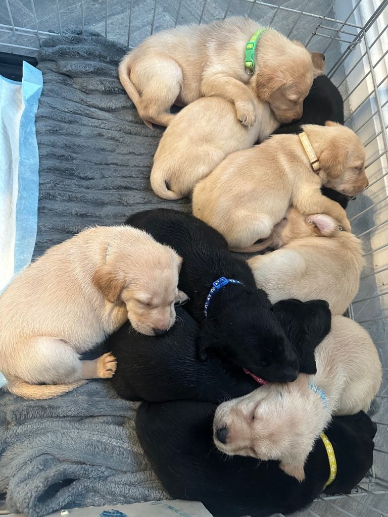 Labrador retriever puppies