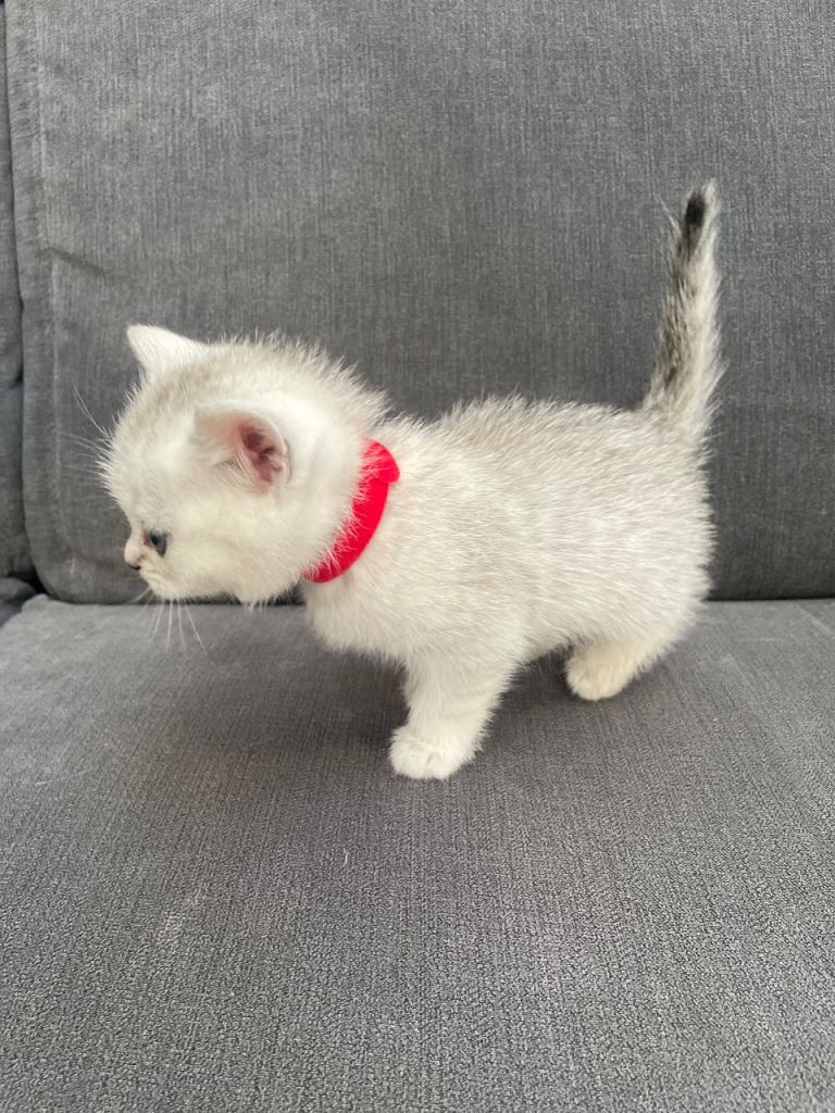Pedigree British Short Hair Kittens