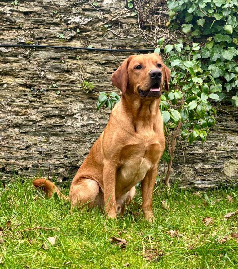 FOX RED LAB RETRIEVER PUPS STUNNING COLOUR 