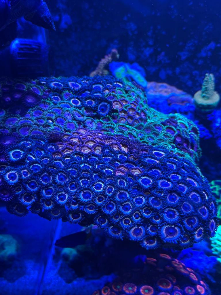 coral 