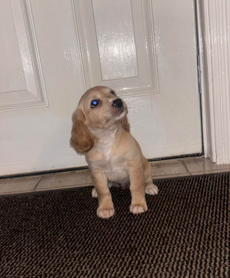 Cockapoo puppy