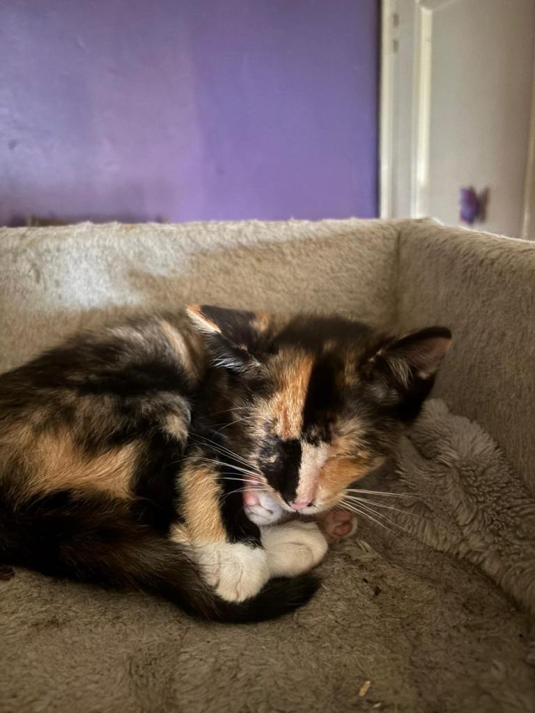 Tortie oriental kittens for sale £350