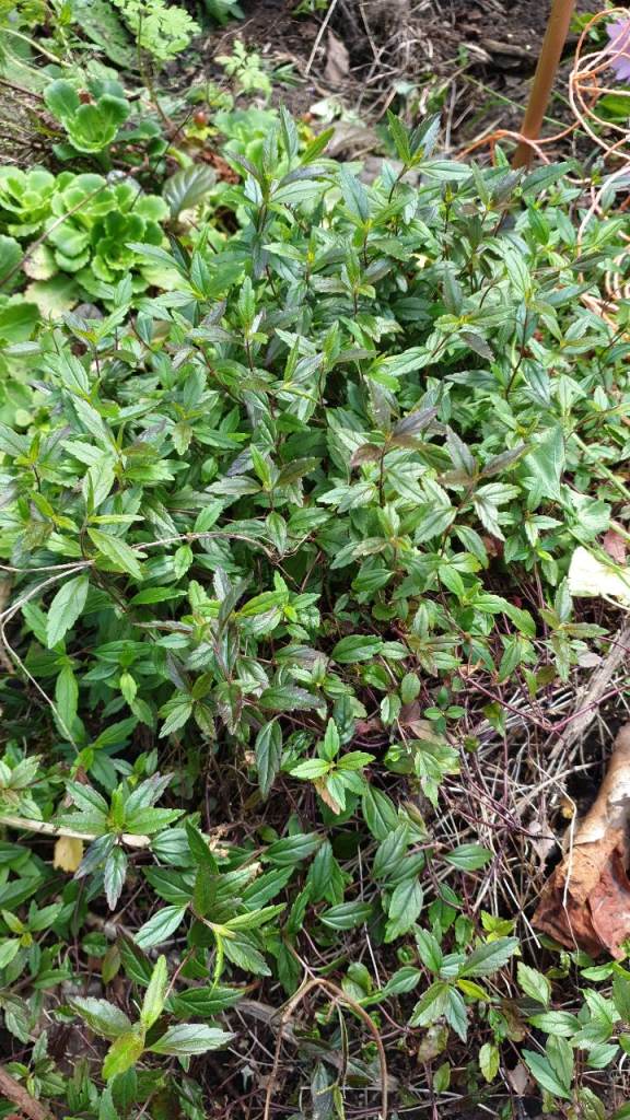 Free to uplift – ground cover plants