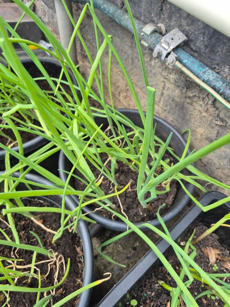 Fresh Green Onions – 4 Stalks for £3