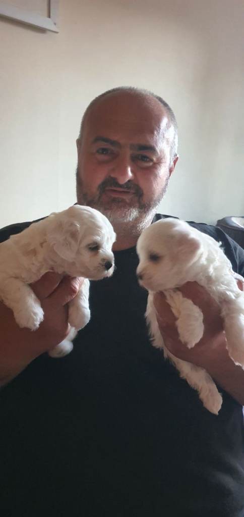 Maltese puppies for sale purebred