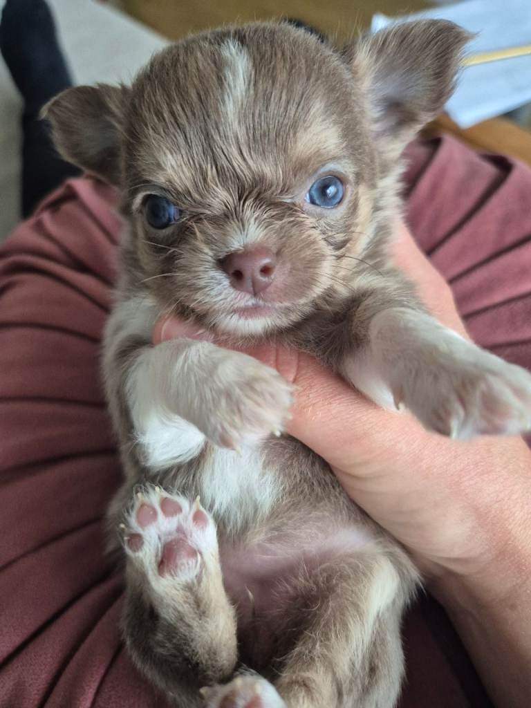 Lilac male