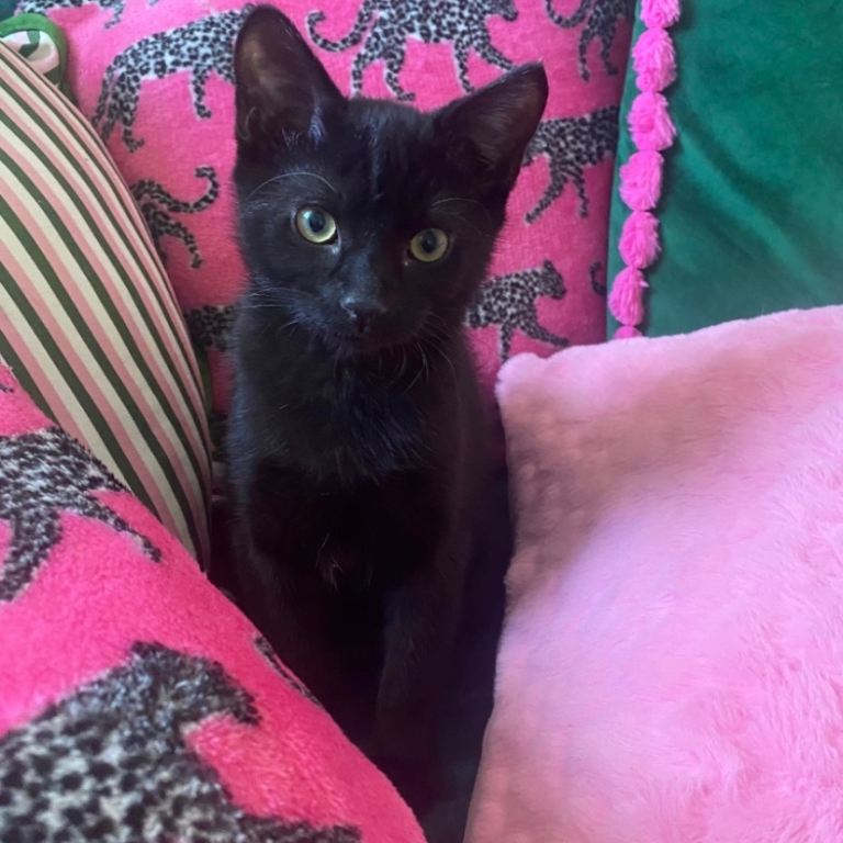 Gorgeous 16 Week Old Kitten