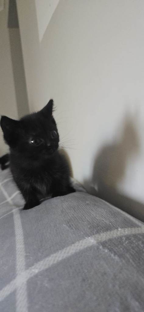 3 female kittens for sale 