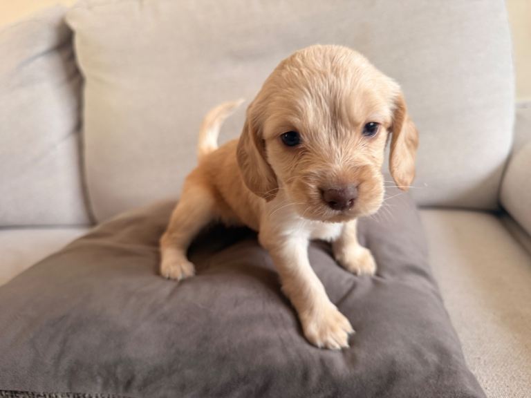 Only 2 left Cocker Sproodle Puppies Ready Now 