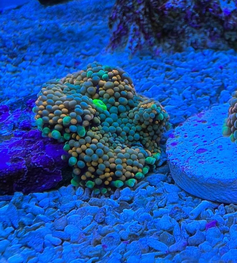Florida Ricordea mushrooms coral marine frag