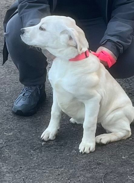 8 month Labrador 