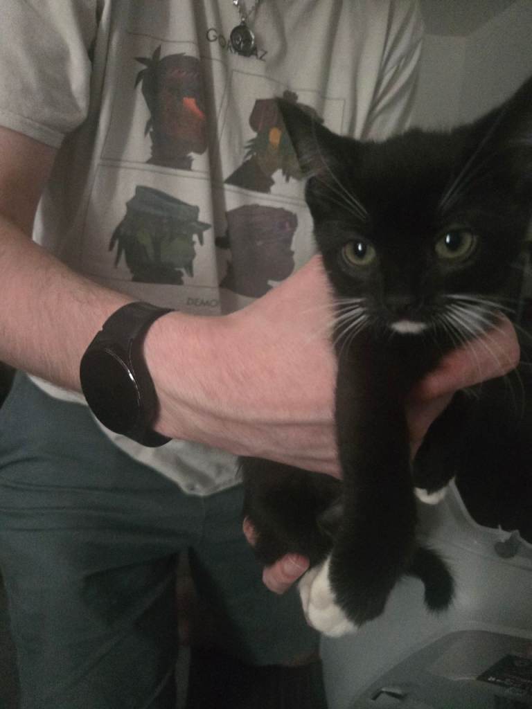 9 week old kittens 