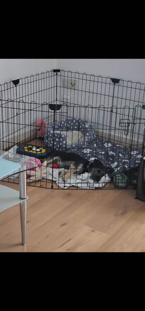 Dog Play Pen for Sale