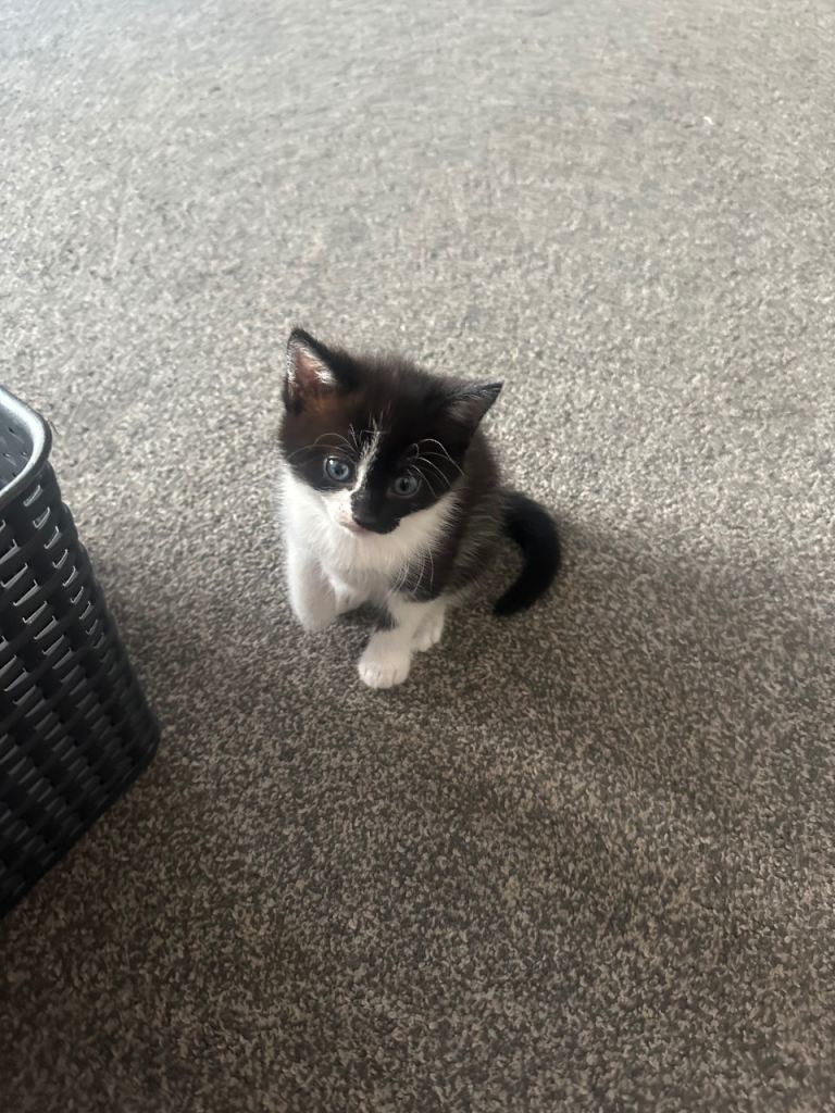 READY TO GO- One girl Fluffy Kitten