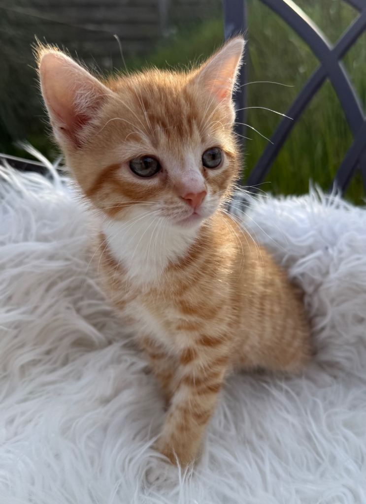 Kittens 