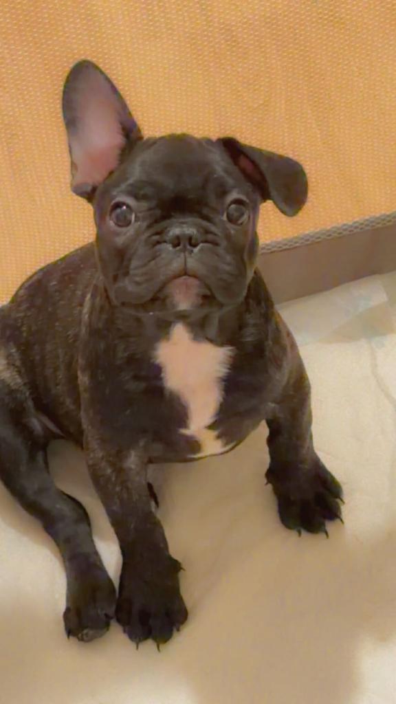 French bulldog