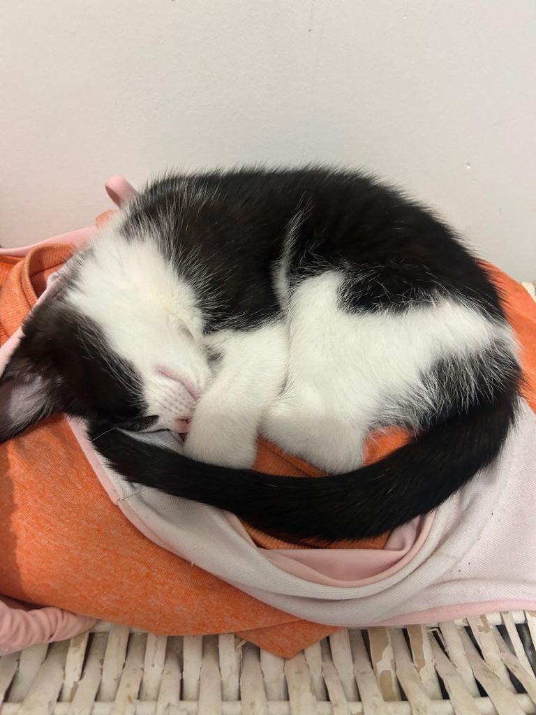 4 kittens for sale
