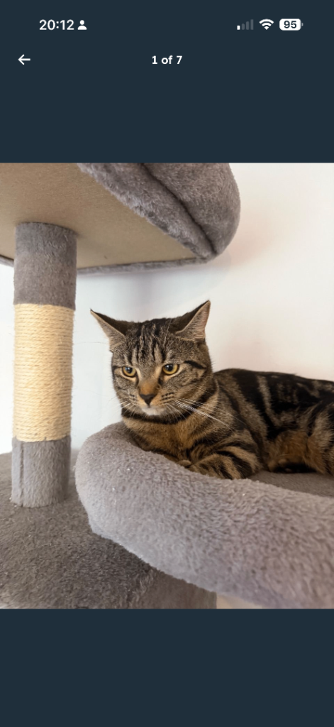 Tabby cat 