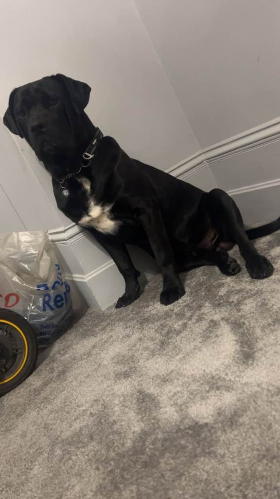 !! Cane Corso !!