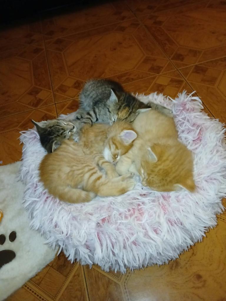 Kittens for Sale