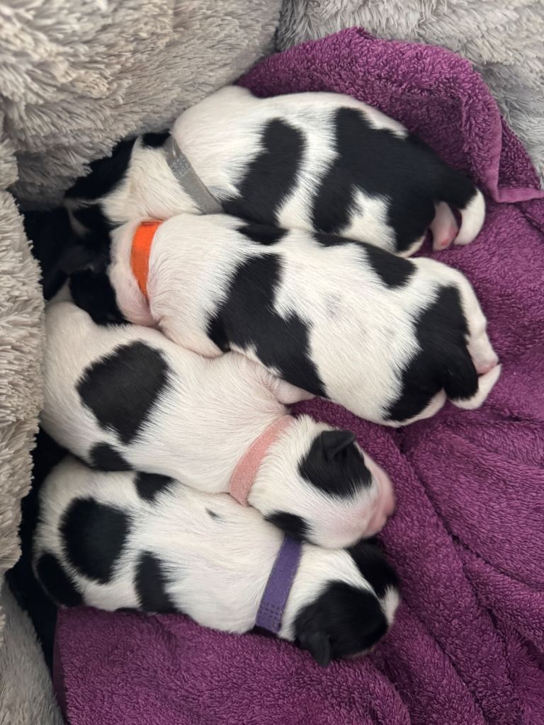 SOLD 2 x male Shih Tzu puppies for sale