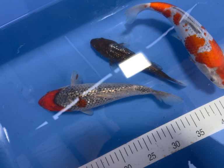 Small koi for sale