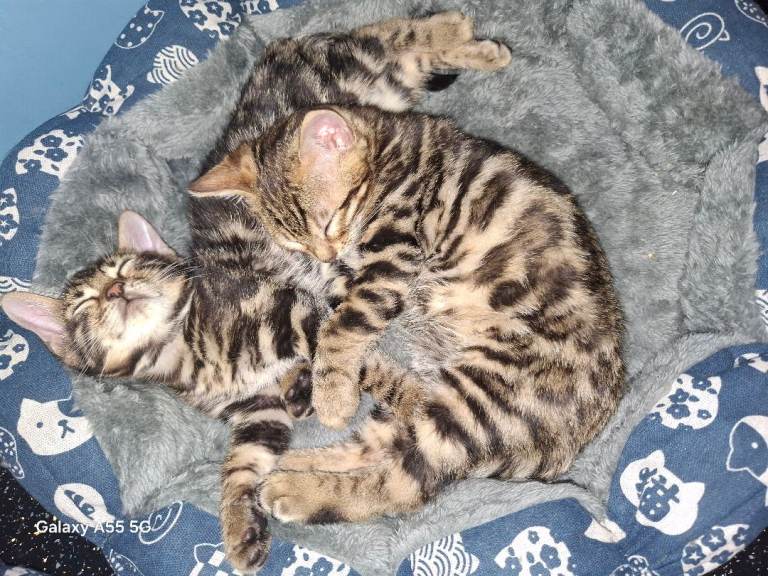 Stunning pure Bengal Kittens. Tica reg