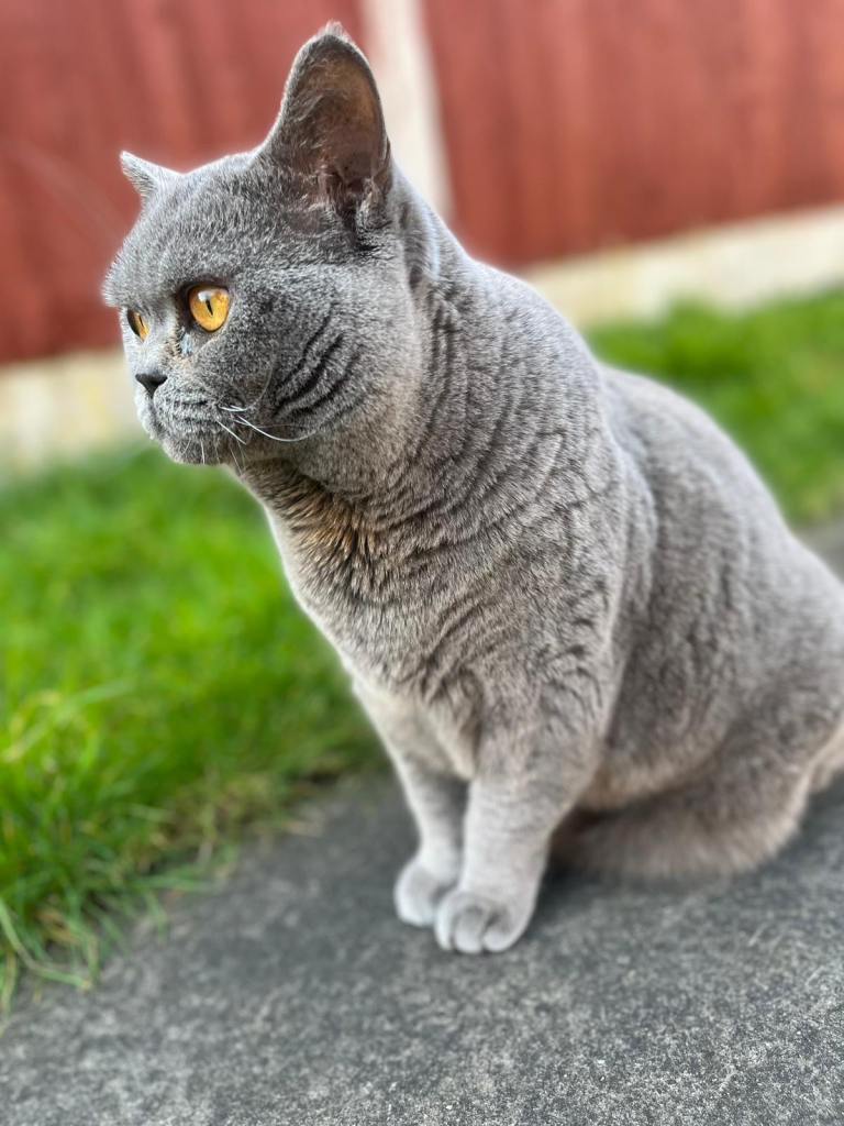 Pedigree British Shorthair female cat - 6 Years Old - Calm & Healthy