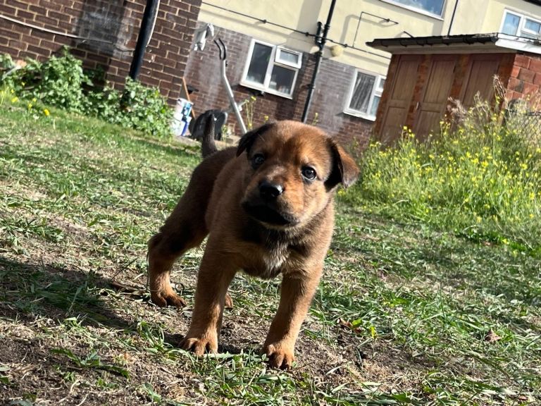 4 Amazing Cane Corso Mixed GSDxRottweiler 