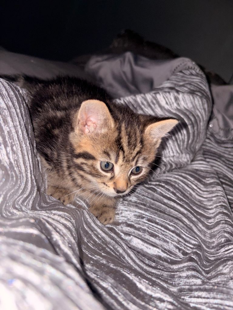Tabby kitten 