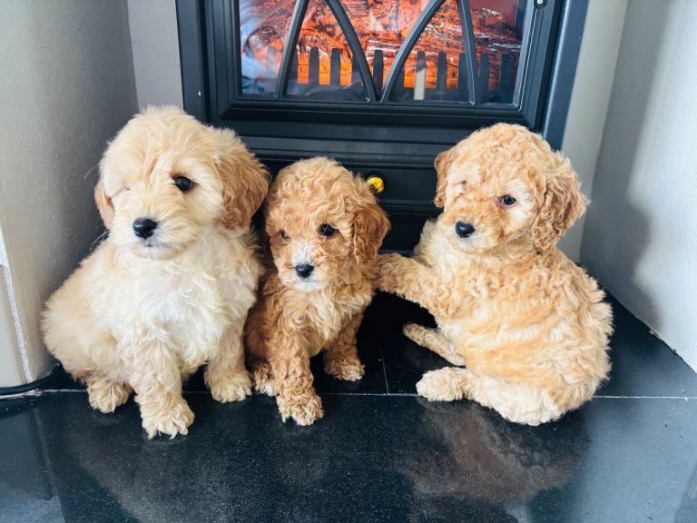 Cockapoos puppies 