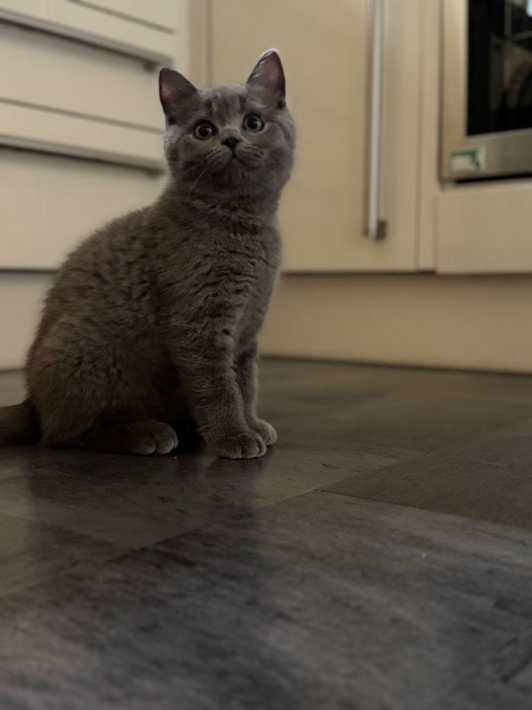British Shorthair – Kitten for Sale