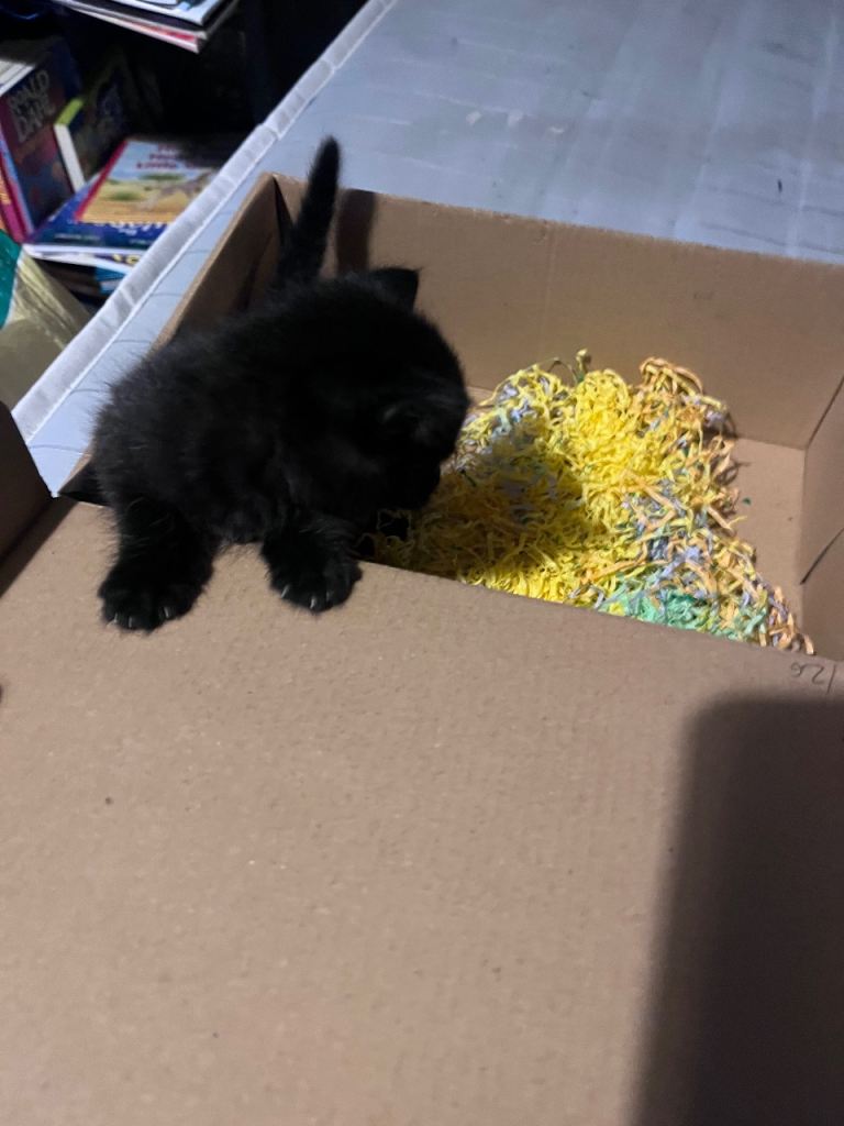 Kittens for sale 