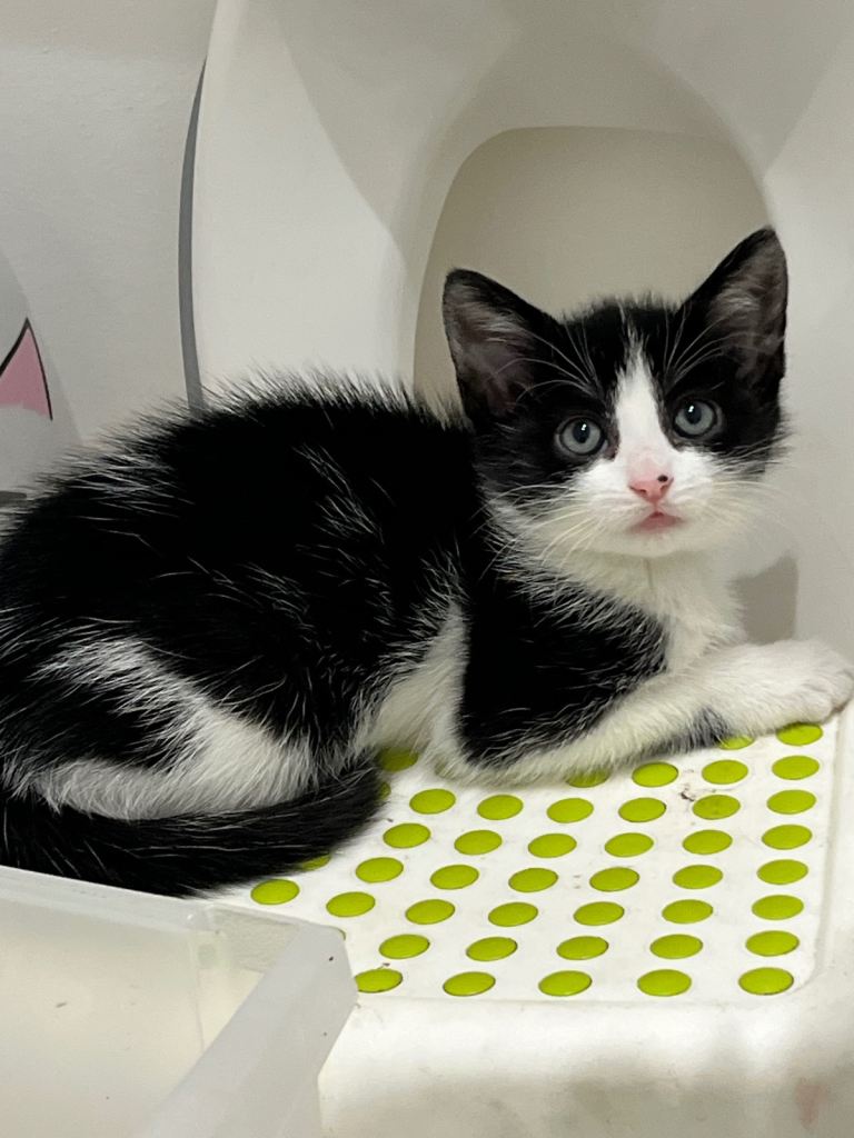 Kitens for sale ! 