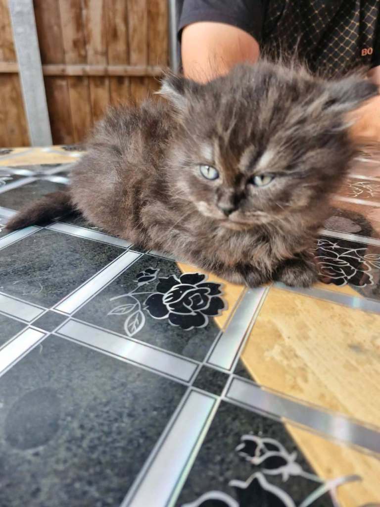 🐾 Adorable British Kittens Looking for Their Forever Homes! 🐾