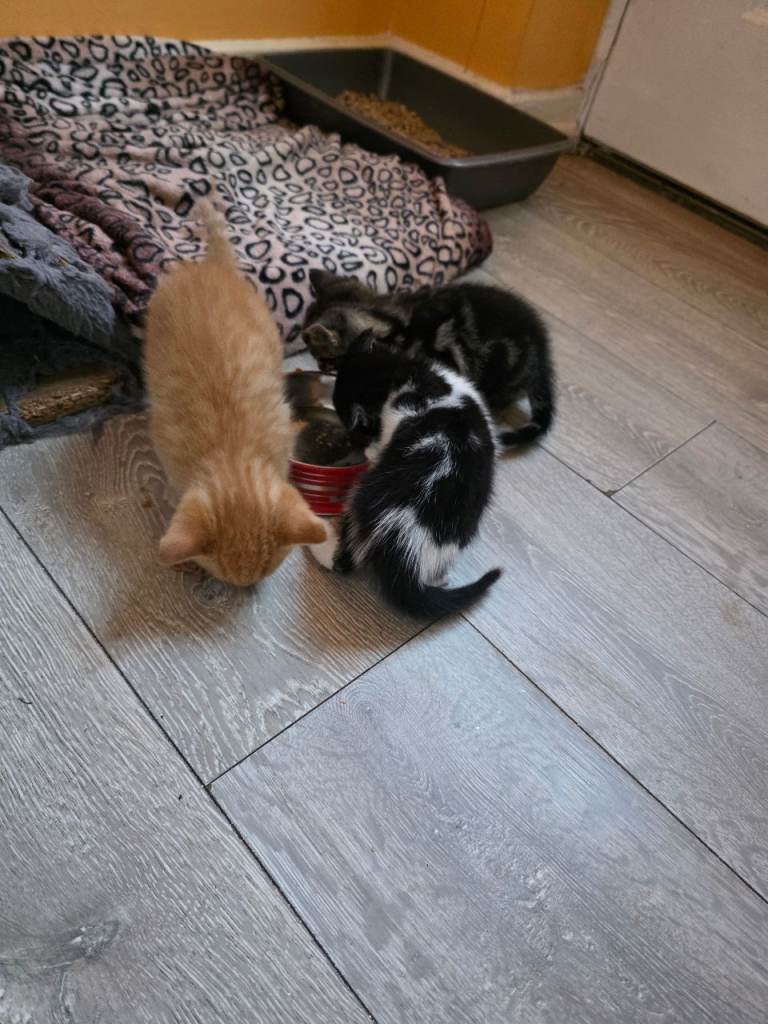 Lovely Kittens Ready for New Homes
