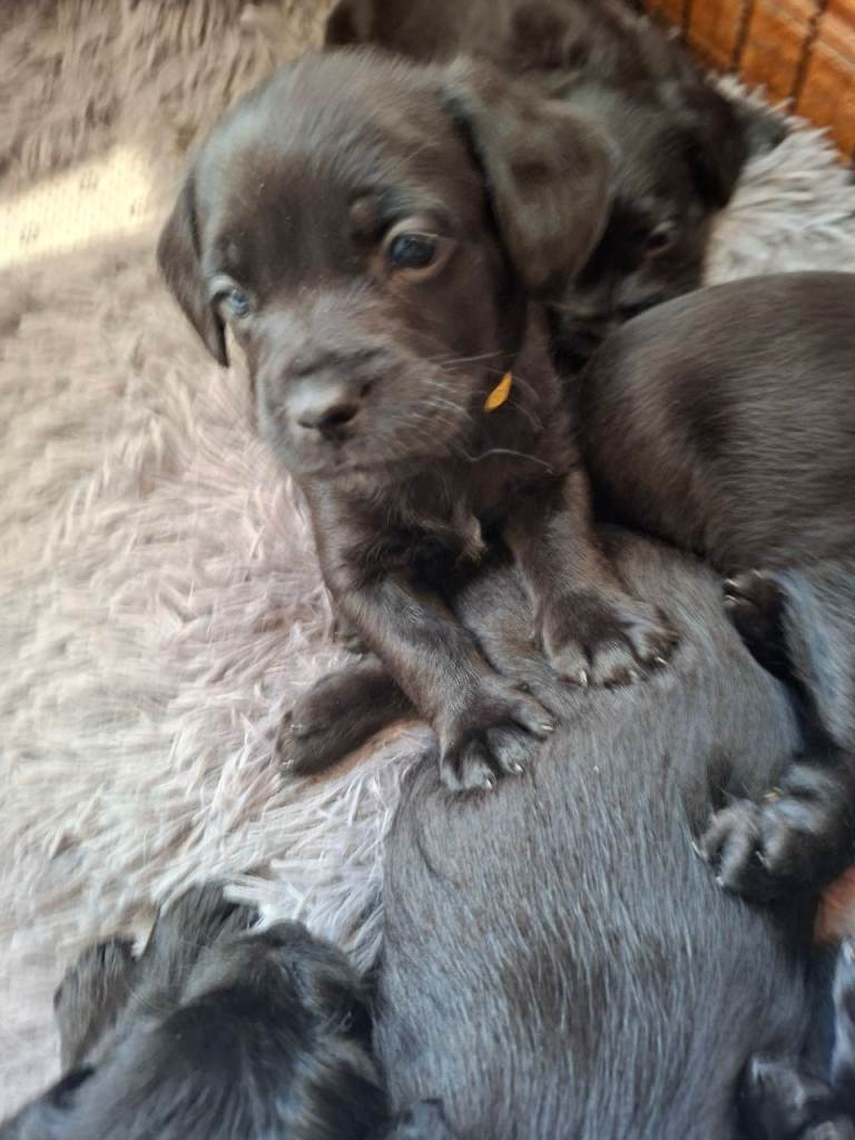 Miniature poodle cross frech bulldog puppies 