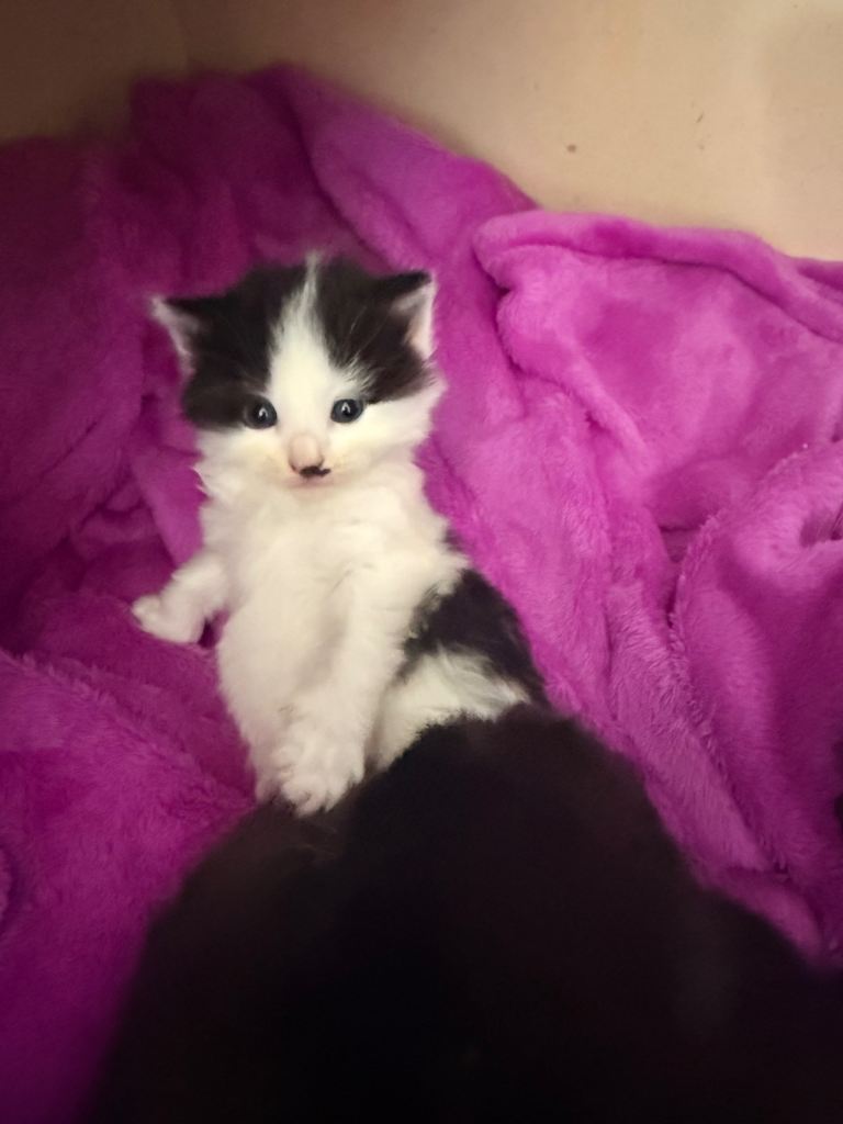2 beautiful tuxedo girls left 